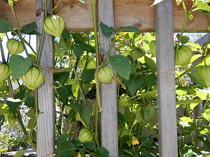 Tomatillos