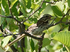 Song Sparrow