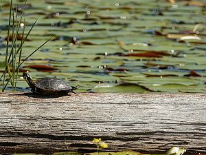 Schildkröte und Glitzer