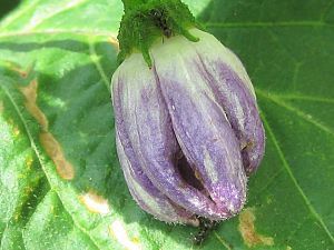 Ameisen  in Rocoto Blüte