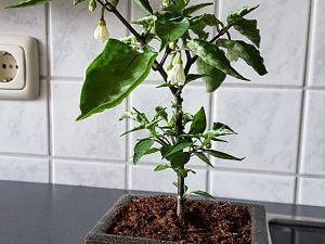 Peter Pepper Bonsai