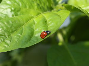 20180702-siebenpunkt-marienkaefer-HM6C3107-crop