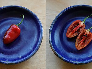 Rocoto Red Mini