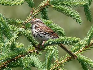 Song sparrow