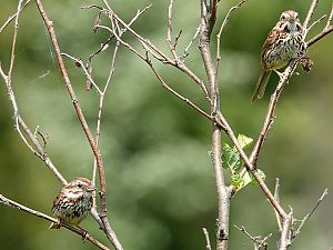 Song Sparrow