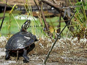 Schildkröte und Libelle