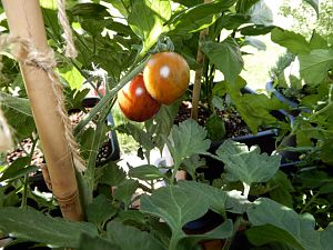 Tomate Coockie