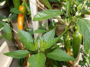 Large Orange Thai