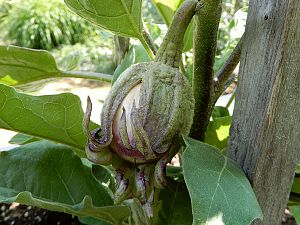 Rosa Bianca Aubergine