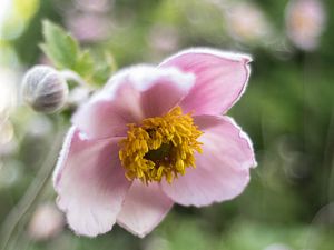 2018_07_13_anemone_flek20