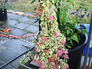 Bougainvillea