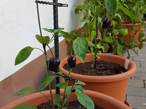 Black Scorpion Tongue