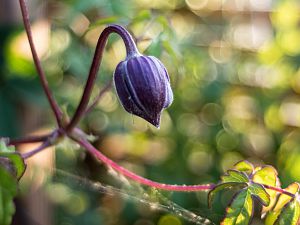 2018_07_14_clematis Alpina