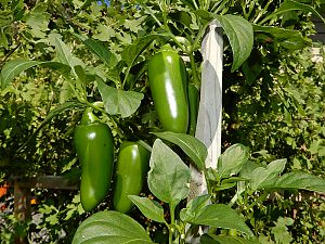 Yellow Jalapeno