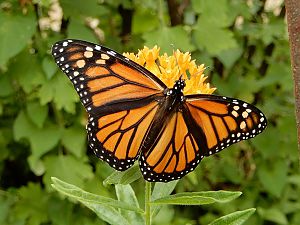 Monarch im Garten