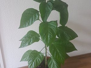 Trinidad Moruga Scorpion Red #2