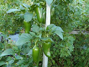 Yellow Jalapeno