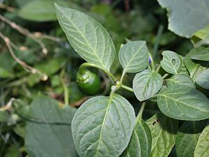 Guatemala orange