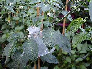 Farmers Jalapeno