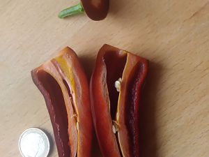 Jalapeno Brown Test 2