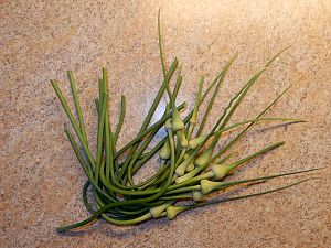 Garlic Scapes / Knoblauch