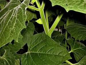 Physalis