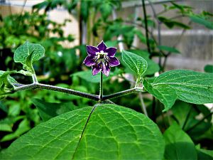 Rocoto blüht