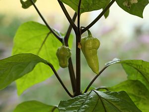 20180721-bhut-golden-f1-HM6C3317