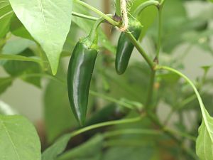 20180721-jalapeno-agriset-4109-HM6C3342