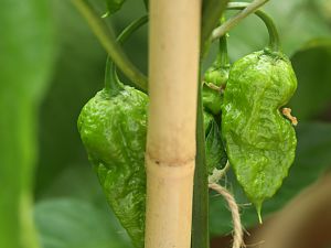 20180721-bhut-orange-copenhagen-HM6C3340