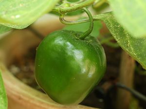 20180721-rocoto-p360-HM6C3333