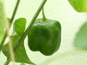 20180721-rocoto-p360-HM6C3330