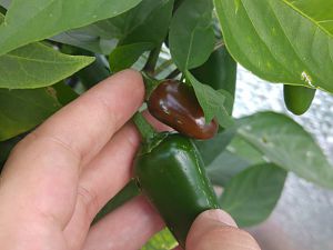 orange Jalapeno?