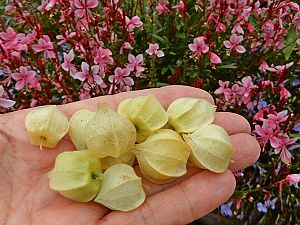 Physalis