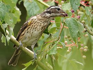 Rose-breasted grosbeak / Rosenbrust-Kernknacker