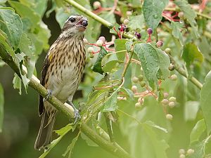 Rose-breasted grosbeak / Rosenbrust-Kernknacker