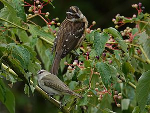 Rose-breasted grosbeak / Rosenbrust-Kernknacker