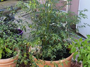 Capsicum Flexuosum