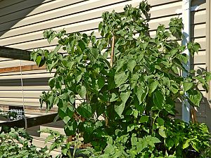 Physalis Peruviana