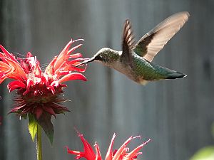 Hummingbird / Kolibri