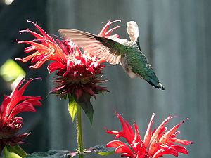 Hummingbird / Kolibri