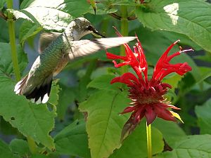 Hummingbird / Kolibri