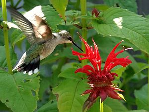 Hummingbird / Kolibri