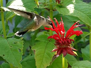 Hummingbird / Kolibri