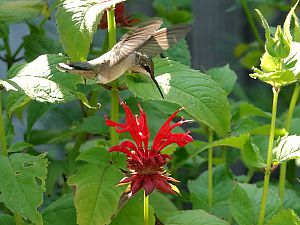 Hummingbird / Kolibri