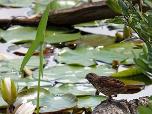 Swamp sparrow / Sumpfammer