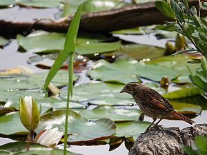 Swamp sparrow / Sumpfammer