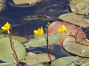 Wasserpflanzenblüte