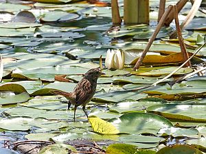 Swamp Sparrow / Sumpfammer