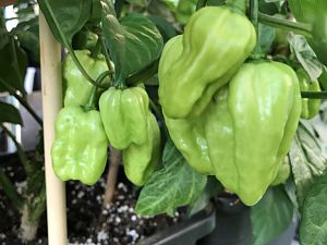 Habanero White Giant